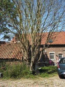 tuinonderhoud